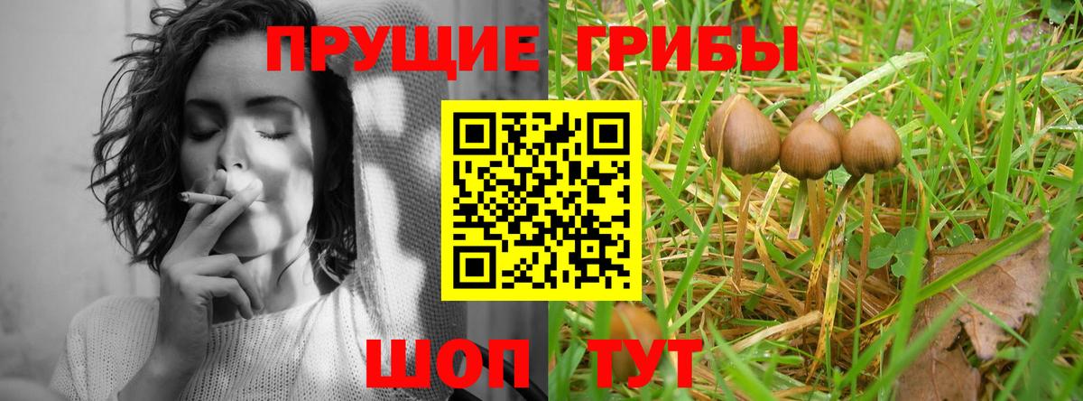 Псилоцибиновые грибы Psilocybine cubensis Родники